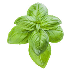 Fresh sweet Genovese basil leaves isolated on white background cutout.