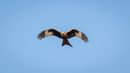 Red Kite (Milvus milvus) flying in the sky