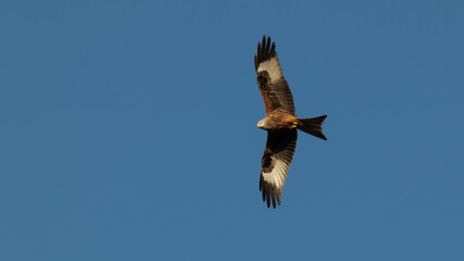 Red Kite (Milvus milvus) flying in the sky