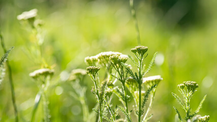 Achillea millefolium, yarrow or common yarrow white flowers in meadow in sun