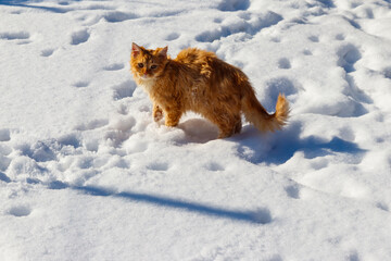 Cute ginger cat in white snow