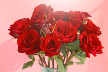 Beautiful red roses in the vase with a pink background. Holiday and love concept.