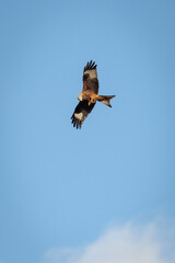 Red Kite (Milvus milvus) flying in the sky