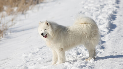 Samoyed dog standing in the winter landscape