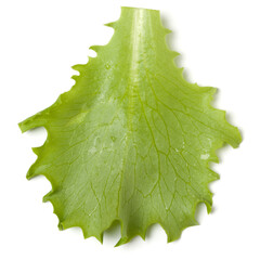 Lettuce  leaf salad isolated over white background. Top view, flat lay.