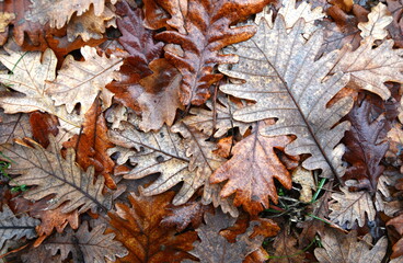 Fallen oak leaves. Autumn. Old oak leaves background.
