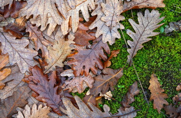 Fallen oak leaves. Autumn. Old oak leaves background.