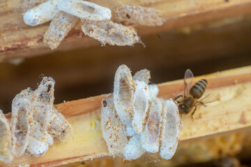 Fully-grown larvae form cocoons in comb debris, next to a honeybee, attached to frame or hive body....