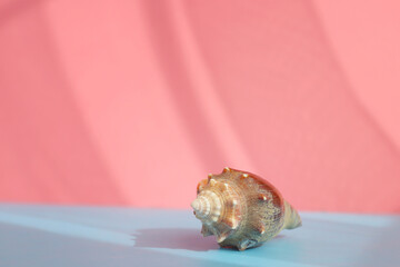 Seashell with shade on the pink and background. Creative colorful minimalism. Copy space.