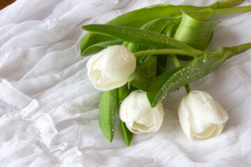 White tulips with water drops - white background