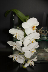 or falah on a white background. known as butterfly orchids. Copy space