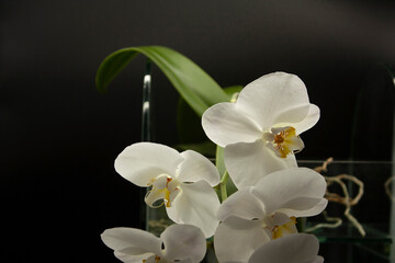 Fototapeta na wymiar Trio of phalaenopsis orchids in Mexico