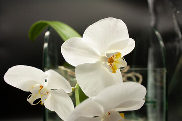 Fototapeta na wymiar Natural Beauty White Phalaemnosis Orchid