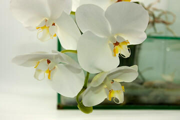 Baina flowers in Mexico orchid phalaenopsis