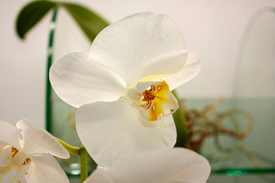 Between roots and leaves White five-petal flower with a yellow center known as a natural orchid or phalaenopsis