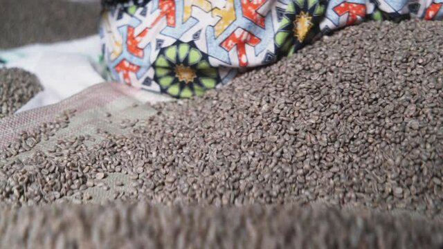 African farmer picking false coffee beans