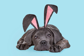 A cane corso puppy dog with bunny ears