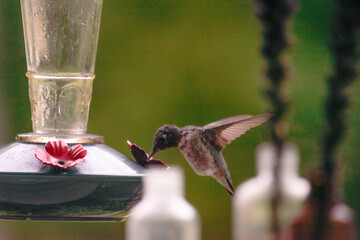 Obraz premium hummingbird at feeder