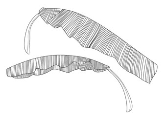 Line Banana leaf lined design fresh on white background illustration vector
