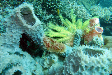 Haarstern,Federstern oder Seelilie © etfoto