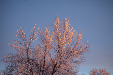 Frost covered trees at sunrise. 