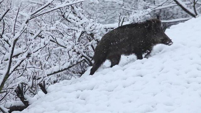 Wild Boar walking in the snow