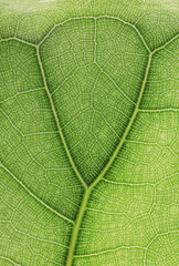 Ficus lyrate leaf texture as green natural background