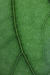 Close up image of green leaf texture or background