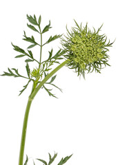 Unblown inflorescence of carrots, isolated on white background
