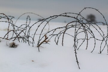 Fototapeta na wymiar Barbed Wire in Snow