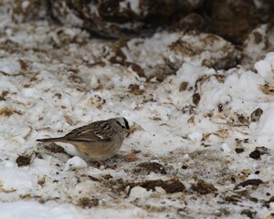 Obraz na płótnie Canvas A Little Sparrow Foraging After a Snow Storm