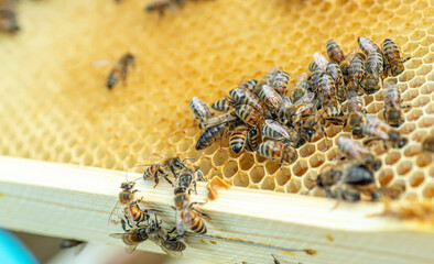 Bees eat nectar and honey in a honeycomb cell on a frame