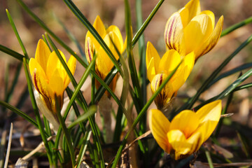 Fototapeta premium Beautiful bright yellow flowers crocuses. Blooming snowdrops in spring. Selective focus. Close-up. Background. Scenery.