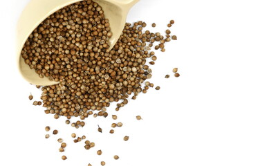 Coriander seeds isolated on white background. 