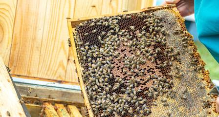 Obraz premium Bees on the honeycomb, background. Honey cell with bees. Apiculture. Apiary. Wooden beehive and bees. beehive with honey bees, frames of the hive, top view. Soft focus.