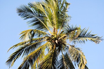 Palme in der Sonne Kokosnüsse palm tree coconut