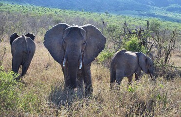 Elefant Afrika Stoßzähne Herde Savanne Steppe wilde Tiere wild animal elfenbein