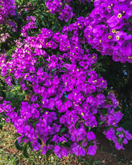 flowers in the garden