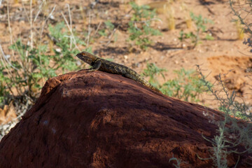 lizard on a rock