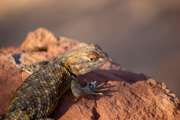 closeup of lizard