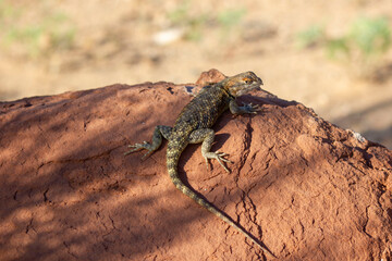 lizard on the rock
