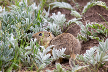 chipmunk
