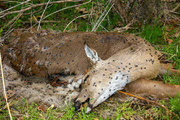 dead deer