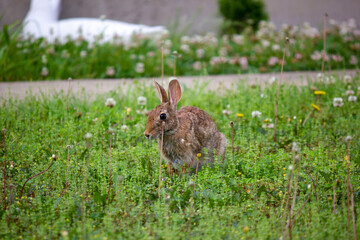 rabbit in the grass