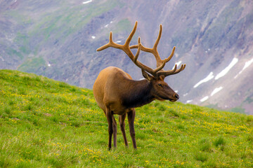 majestic elk