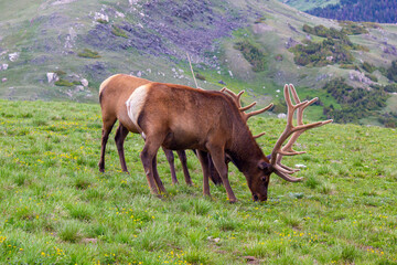 elk at national park