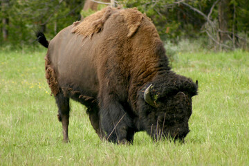 Fototapeta premium american bison