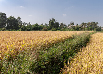 Hunumanahalli, Karnataka, India - November 9, 2013: Landscape of yellow ripe unharvested rice fields separated by green weed path under blue sky. Green foliage belt.Karnataka, India.