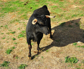 toro bravo español con grandes cuernos en una plaza de toros