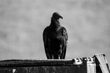 turkey vulture on trash can